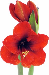 Amaryllis, lökomkrets 26–28cm