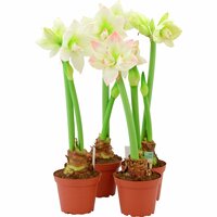 Amaryllis Jumbo, lökomkrets 30–32cm