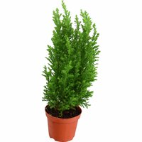 Julen 'Ellwoodii' 28–33cm 9cm kruka
