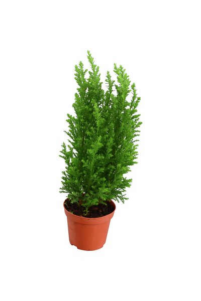 Julen 'Ellwoodii' 28–33cm 9cm kruka