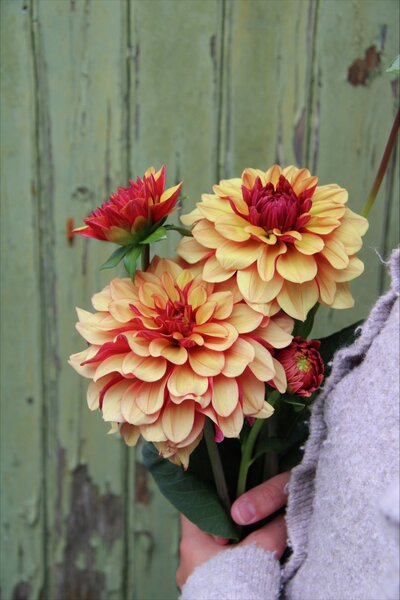 Dahlia Nelson Garden 'Crème de Cognac' aprikos/korall 1-p