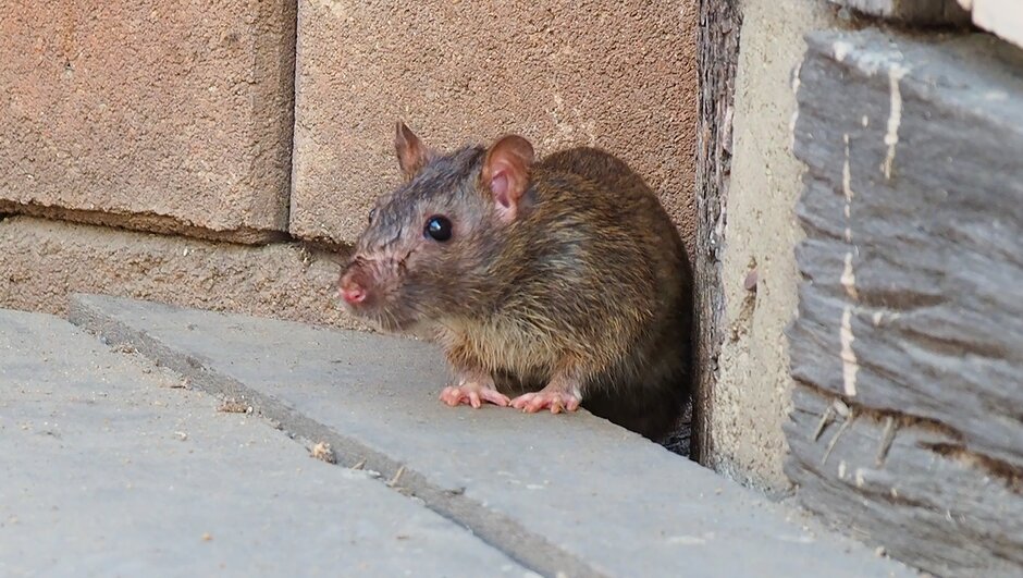 mus i sommerhuset