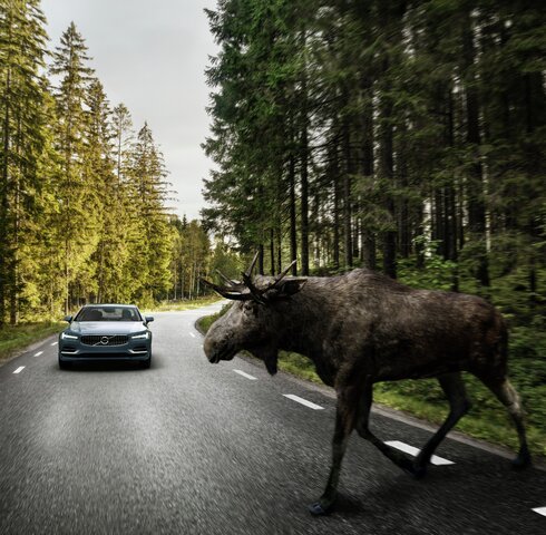 Volvo S90 kjører mot elg på vei
