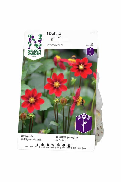 Dahlia Nelson Garden 'Topmix Red' röd 1-p