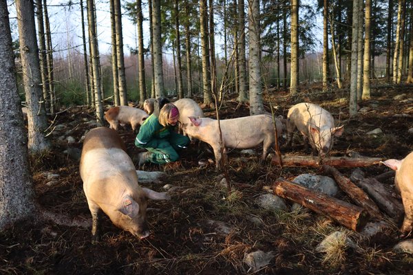 Svineprodusent med mange svin på skogen