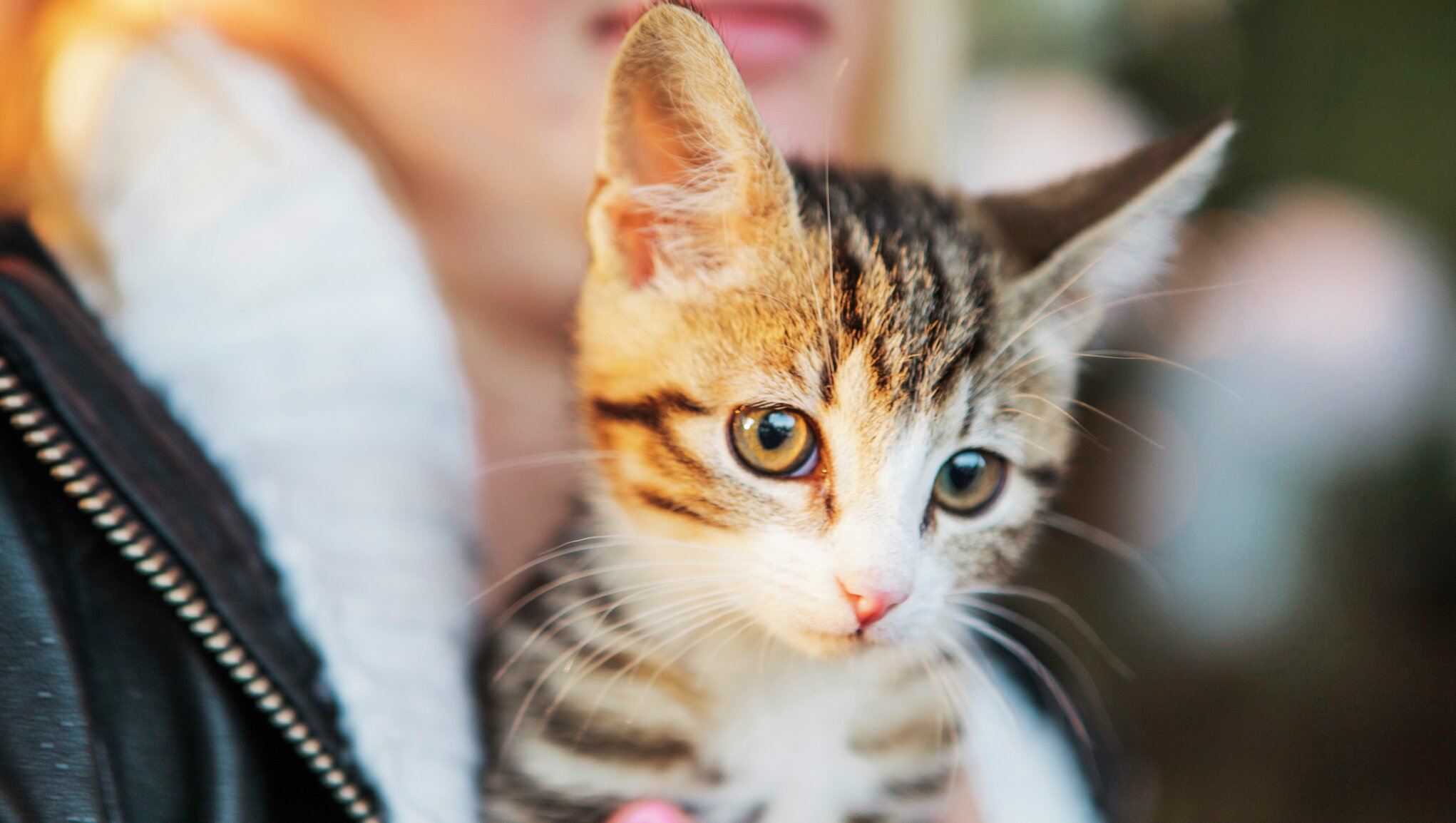 Huskatt, rasekatt, hannkatt eller hunnkatt: Hvilken katterase passer deg?