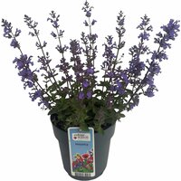 Kantnepeta 'Purrsian Blue' 15cm kruka