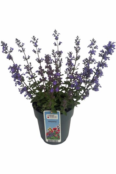 Kantnepeta 'Purrsian Blue' 15cm kruka