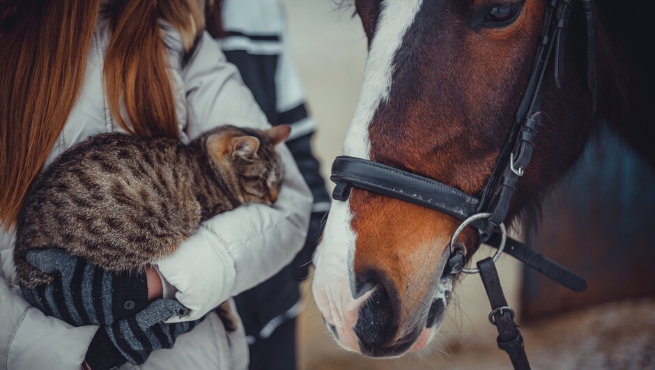 Kvinna och häst och katt