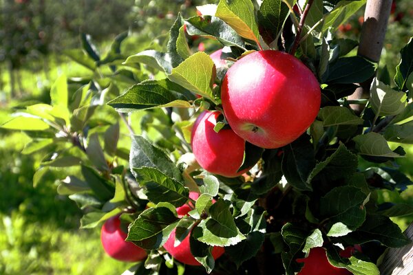 Epler fra Telemark på epletre