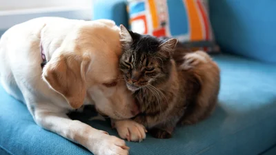 Hund och katt myser på blå soffa.