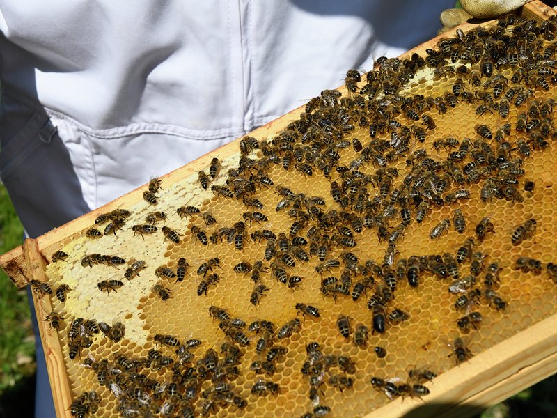 Bier er viktige for pollinering. Og honning er godt. Særlig norsk honning. 