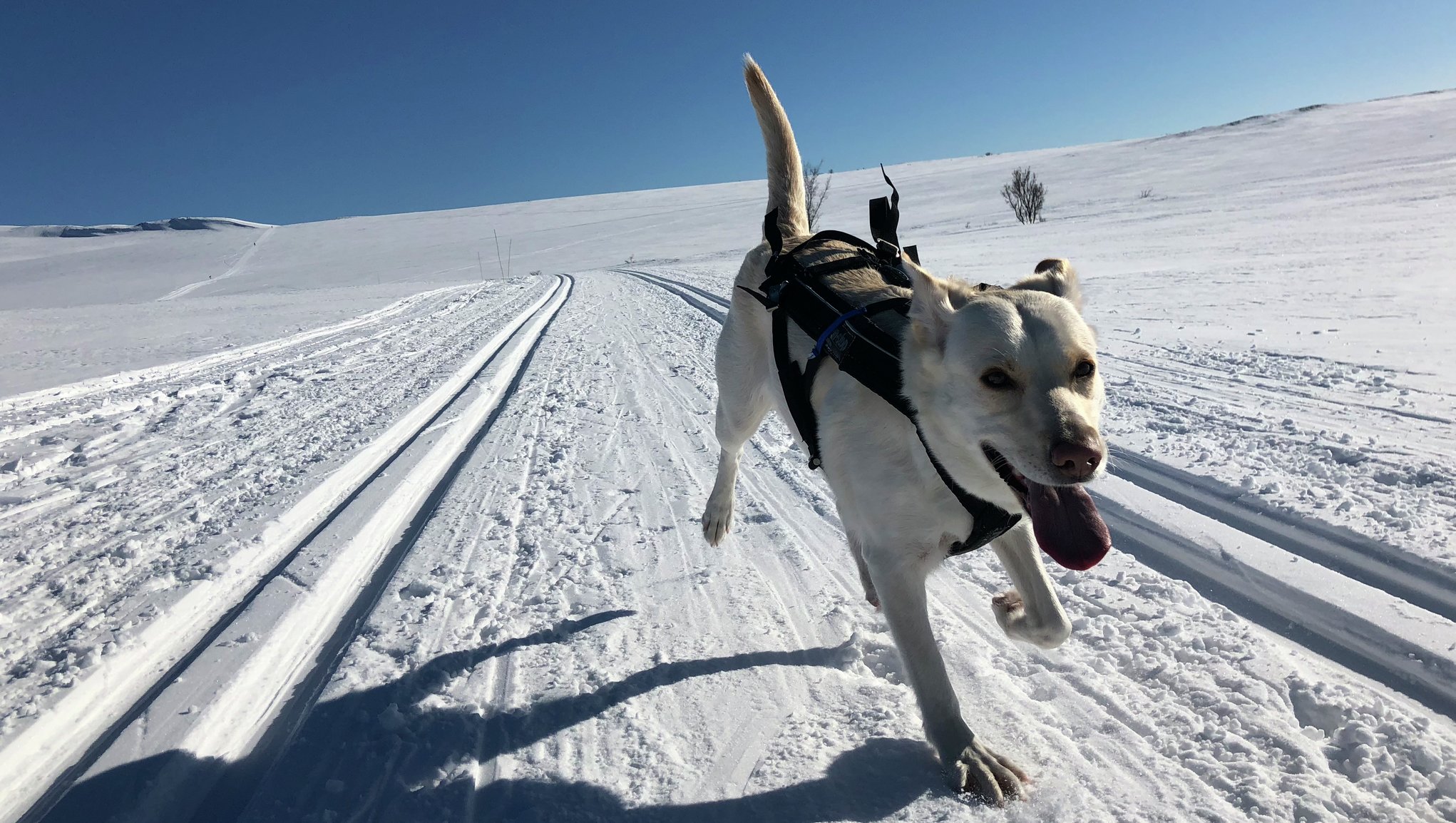 Labrador løper i skisporet