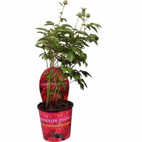 Pion Danblumen 19cm kruka