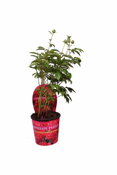 Pion Danblumen 19cm kruka