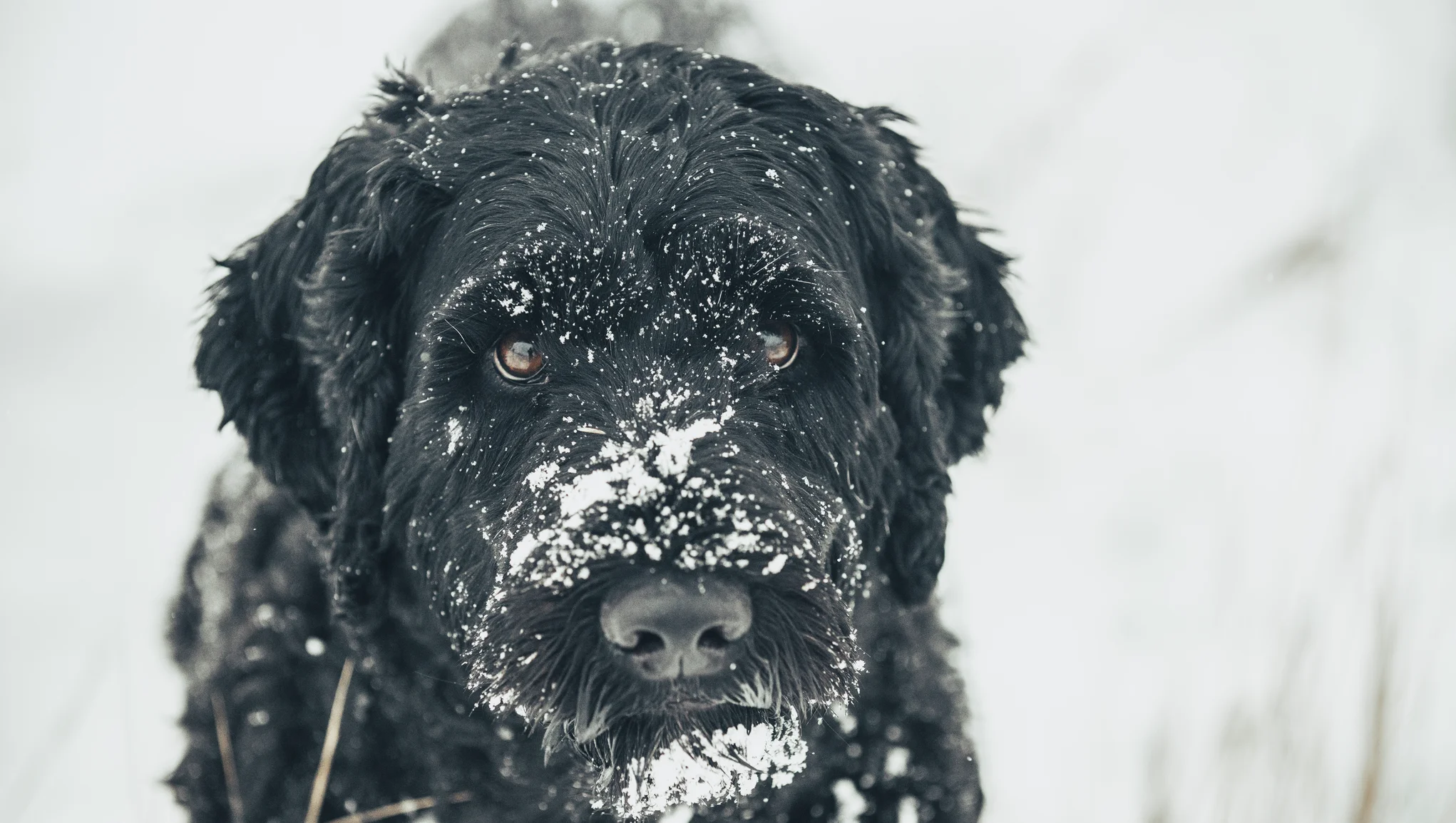Nærbilde av en hund i snølandskap