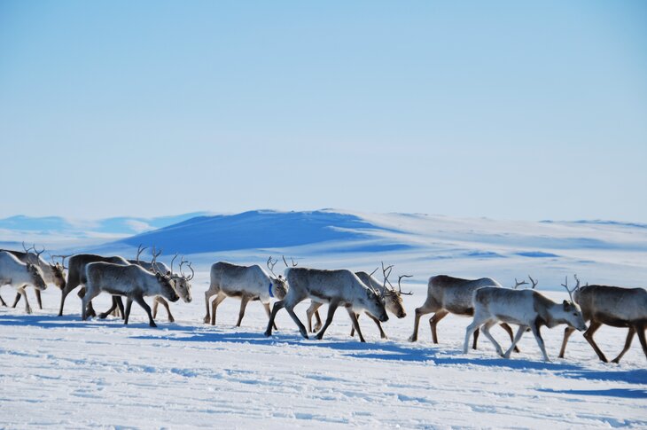 Flytting av reinsdyr i Gåebrien sitje