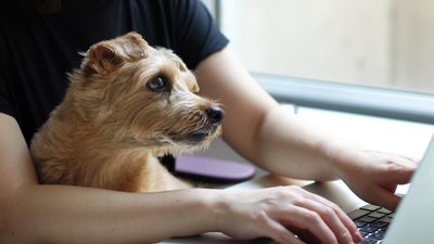 Koira sylissä, kun henkilö on tietokoneella