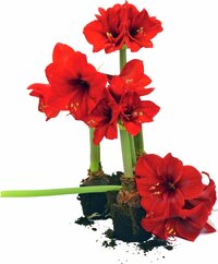 Amaryllis, lökomkrets 26–28cm
