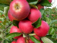 Äpple 'Agnes' E-planta