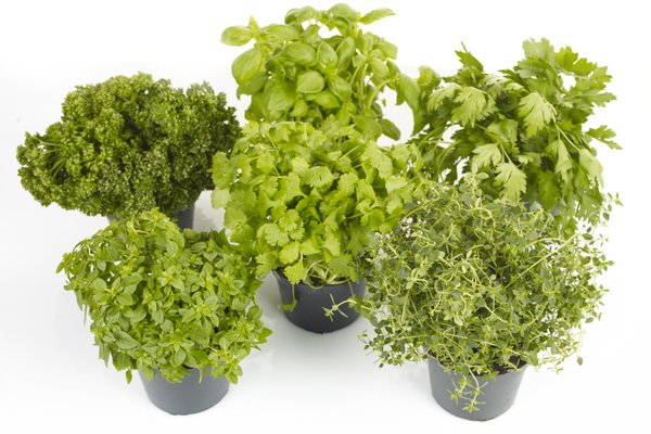 Flere typer urter i potte