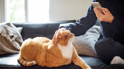 Kissa sohvalla, ihminen selaa kännykkää