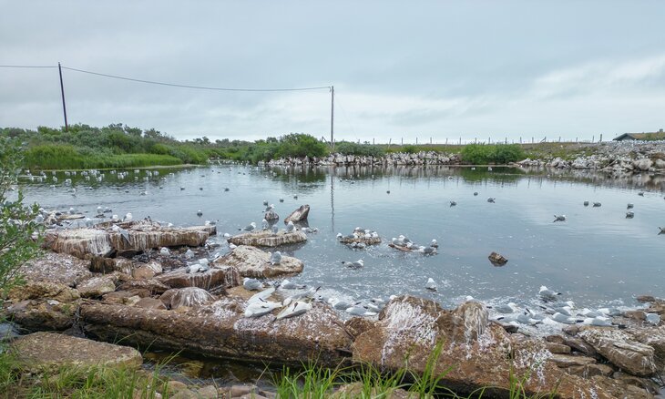 Døde og døende krykkjer ved Storelva i Vadsø
