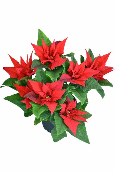 Julstjärna 'Jester' 13cm kruka
