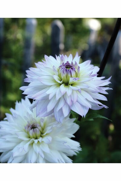 Dahlia Nelson Garden 'Wittem' vit/ljuslila 1-p
