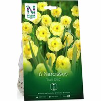 Narciss Nelson Garden 'Sun Disc'