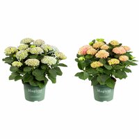 Hortensia Magical 23cm kruka