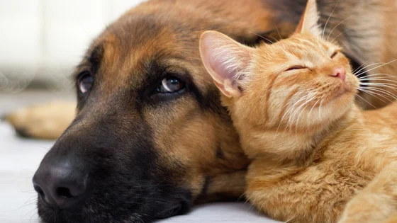 katt och hund ligger bredvid varandra