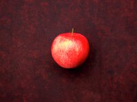 Äpple 'Mantet' krukodlad