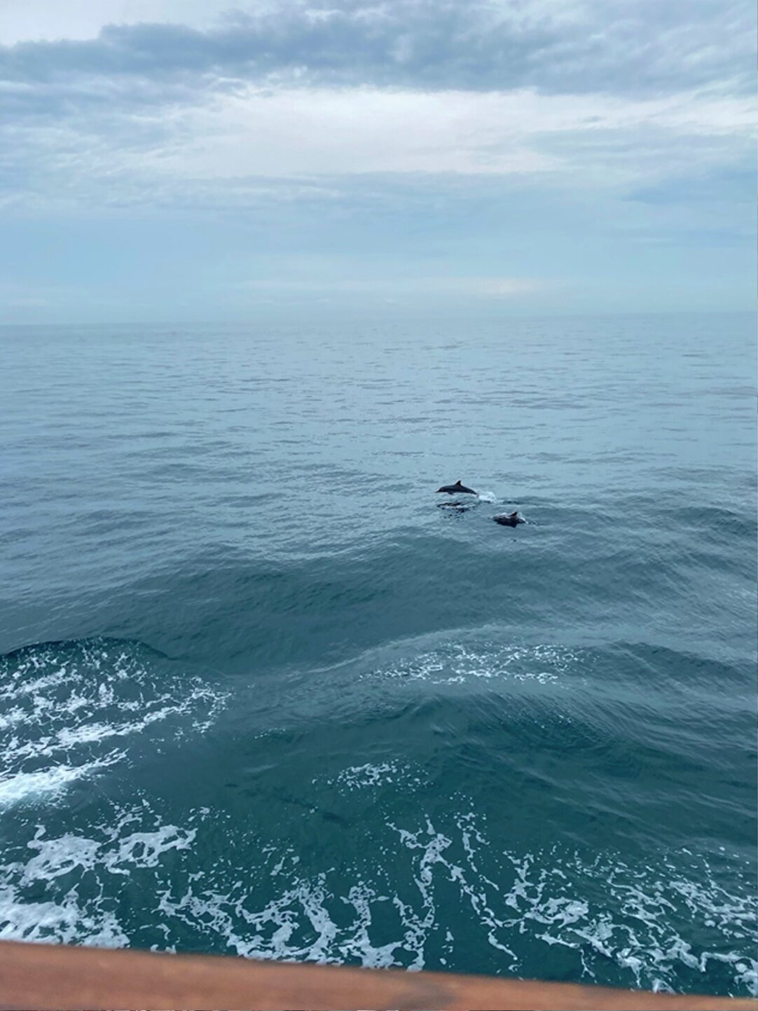 Til tross for lite forskning i løpet av etappen vi var med på, var vi heldige og fikk se delfiner leke seg i bølgene fra skipet flere av dagene vi var til havs.