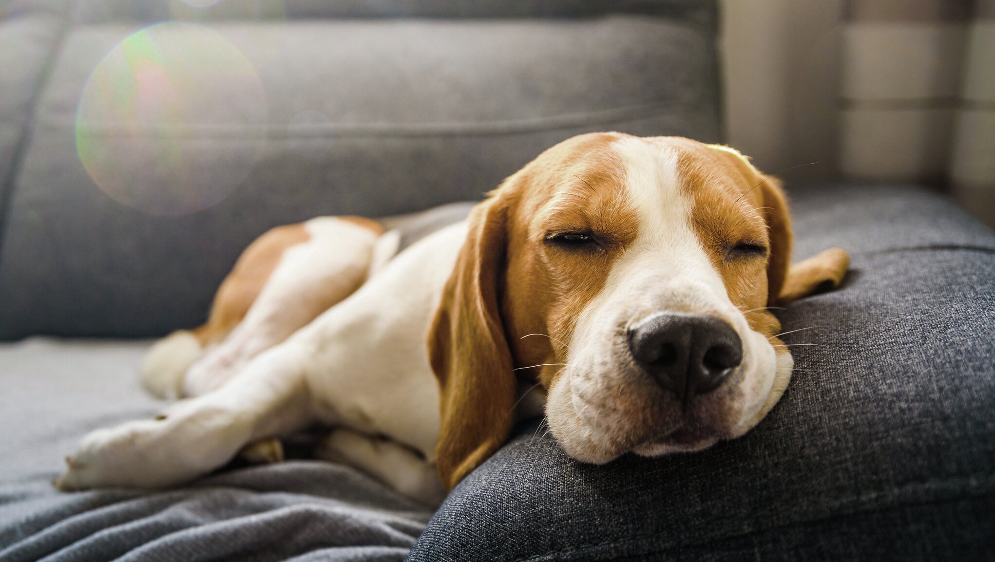 Dårlig skæbne Hellere guld Hunden har diarré och kräks – Hjälp för magsjuk hund | If