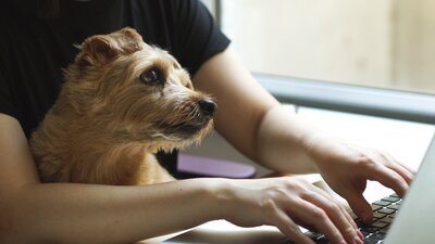 Koira istuu tietokonetta käyttävän ihmisen sylissä