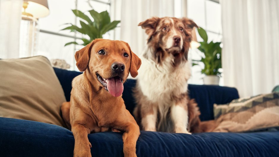 två hundar i soffa