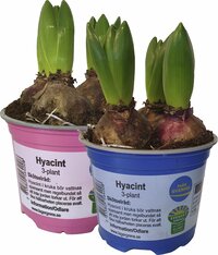 Hyacint 3 plantor 12cm kruka 3-p