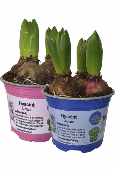 Hyacint 3 plantor 12cm kruka 3-p