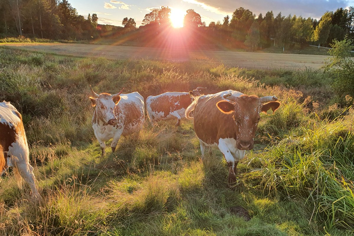Økologisk melk og kjøtt Telemarksfe regenerativt landbruk