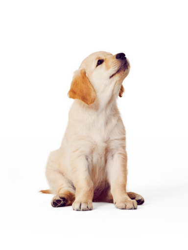 Hundförsäkring för valpar
