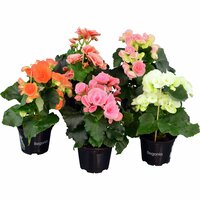Begonia mix 12cm kruka