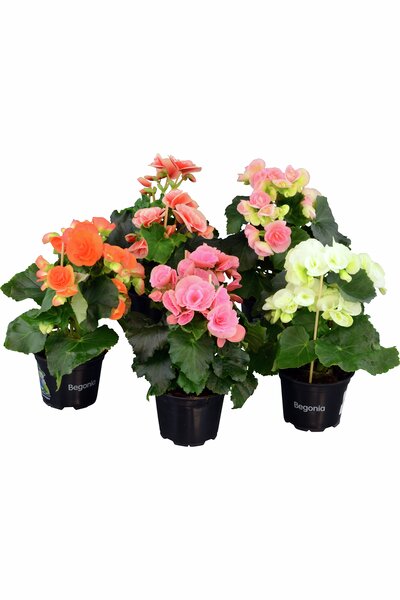 Begonia mix 12cm kruka