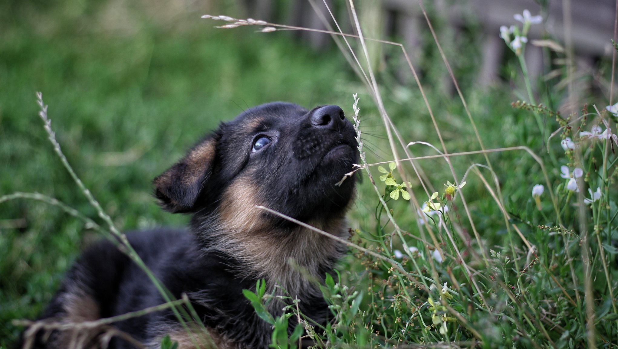 hundvalp i högt gräs