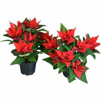 Julstjärna 'Jester' 13cm kruka