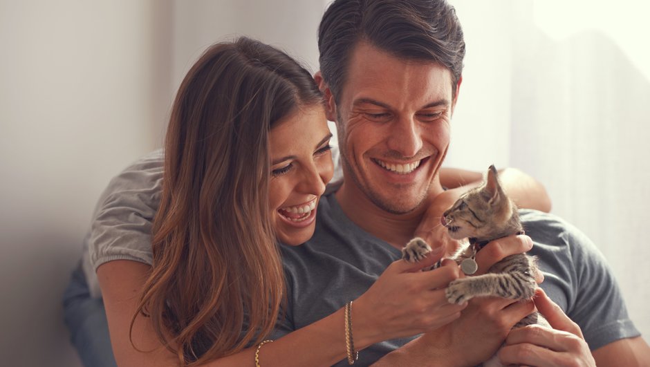 Kattförsäkring - en trygghet när ni hämtat eran kattunge