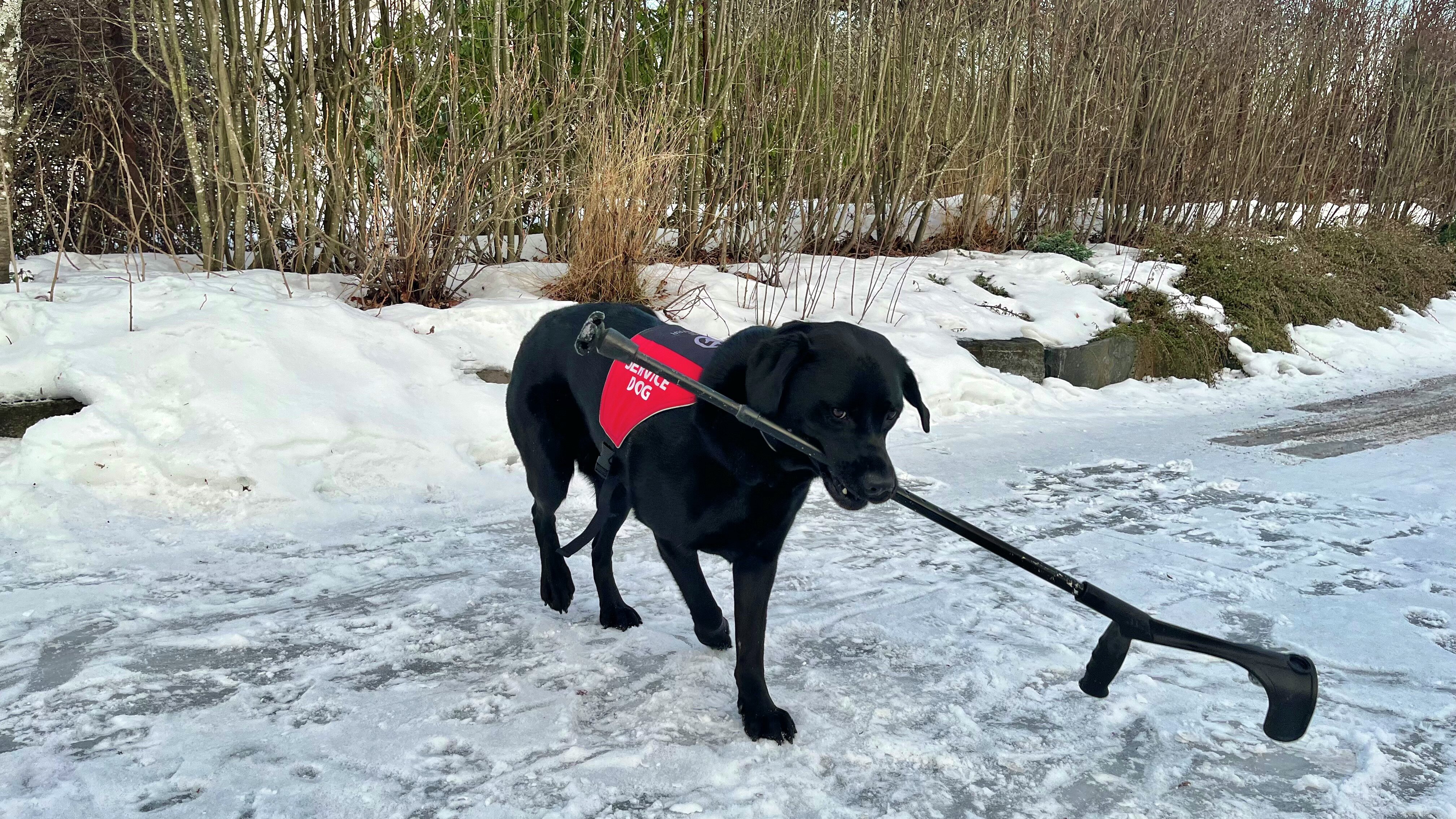 En svart labrador har på seg en rød sele med teksten "Service dog" skrevet på. Han er ute i snøen og bærer krykken til eieren sin. 