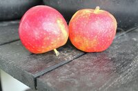 Äpple 'Agnes' E-planta