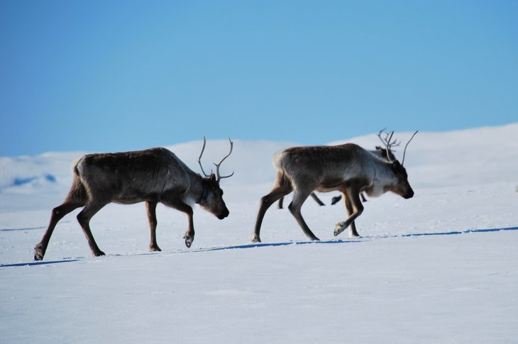 Flytting av reinsdyr i Gåebrien sitje