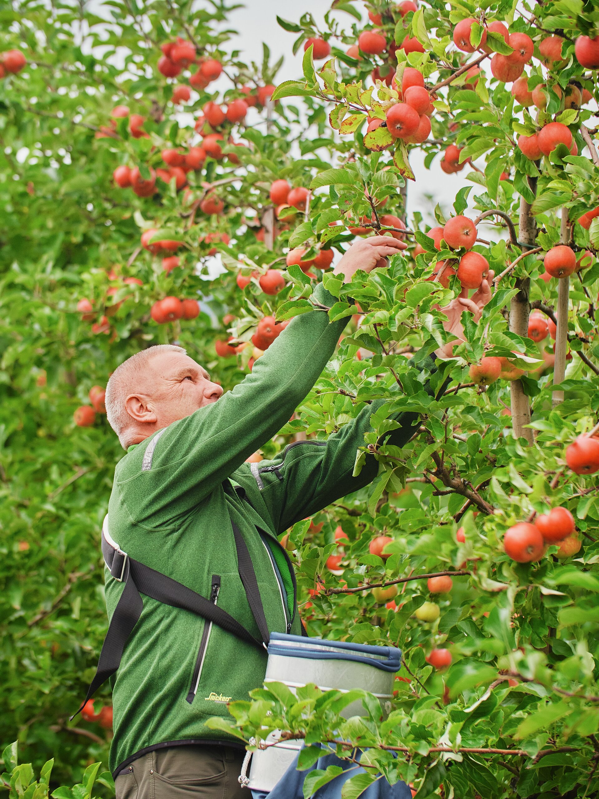 Norske epler: En guide til sorter, smak og bruk | Nyt Norge | Nyt Norge